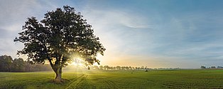 einzelner Baum auf Wiese, von Sonne durchflutet